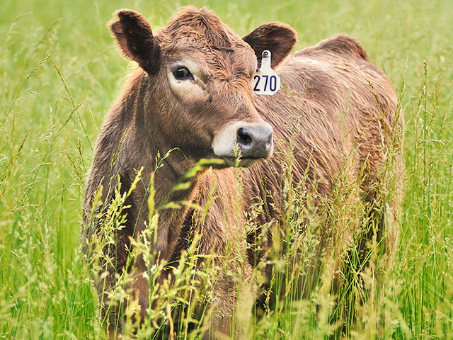A calf that falls often can be suffering from a number of issues. A diagnosis can be critical to safeguard the health of the herd. (Progressive Farmer photo by Jim Patrico)